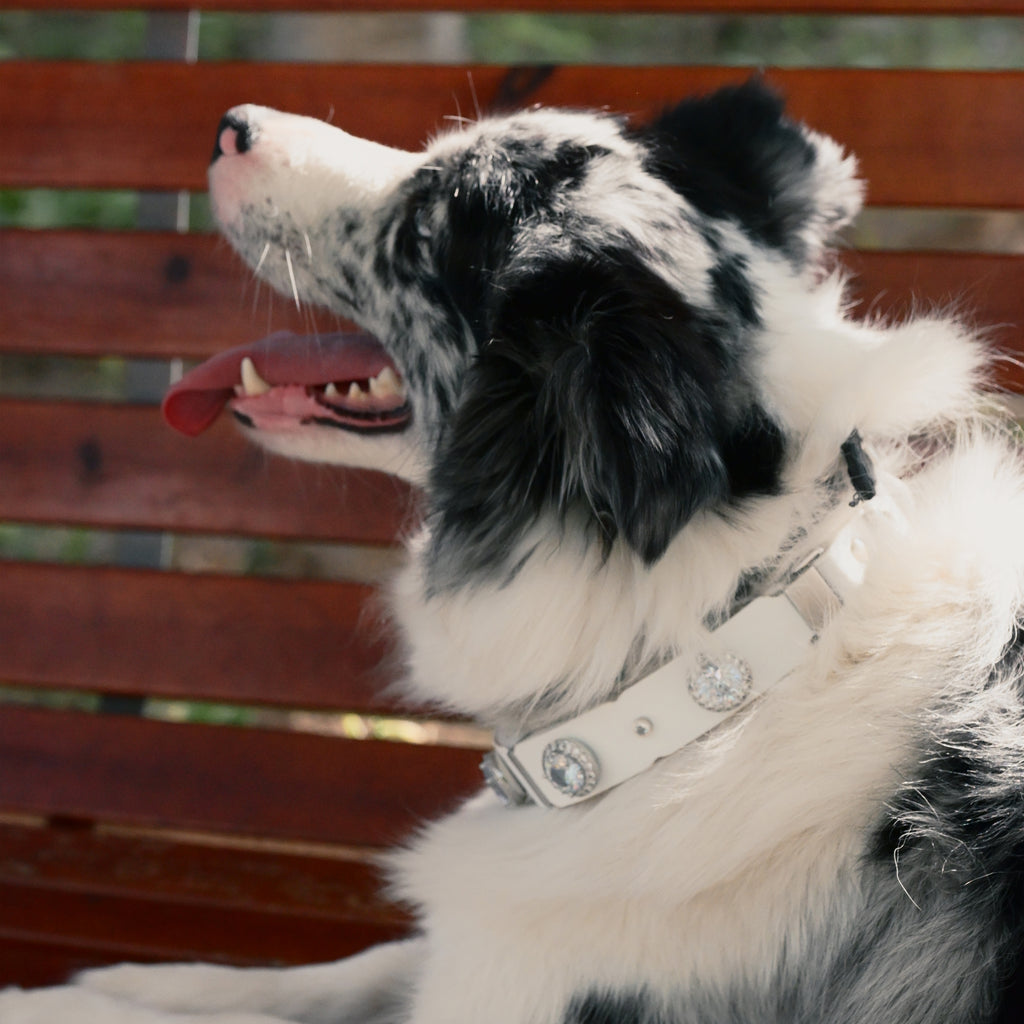PaaaWOW Gem Pet Collar Pre-Order | Reserve $9.90