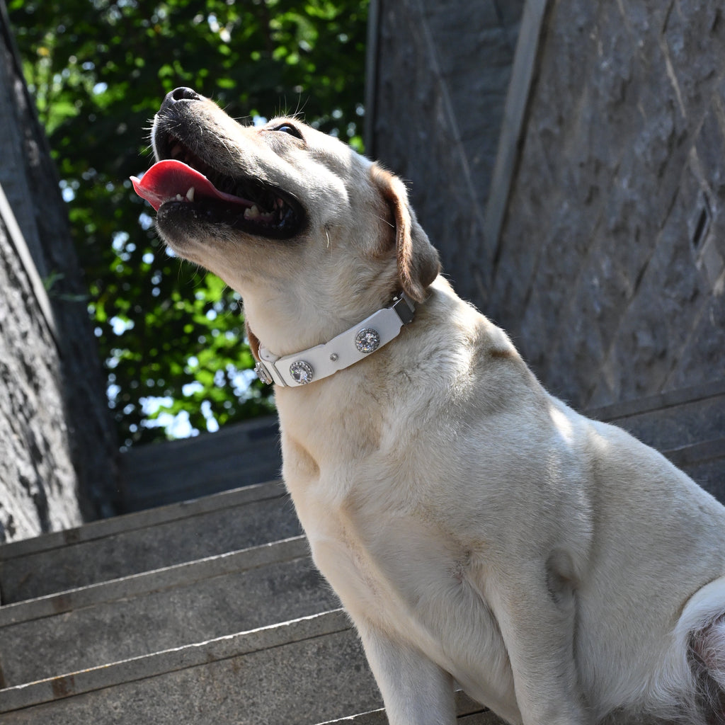 PaaaWOW Gem Pet Collar Pre-Order | Reserve $9.90