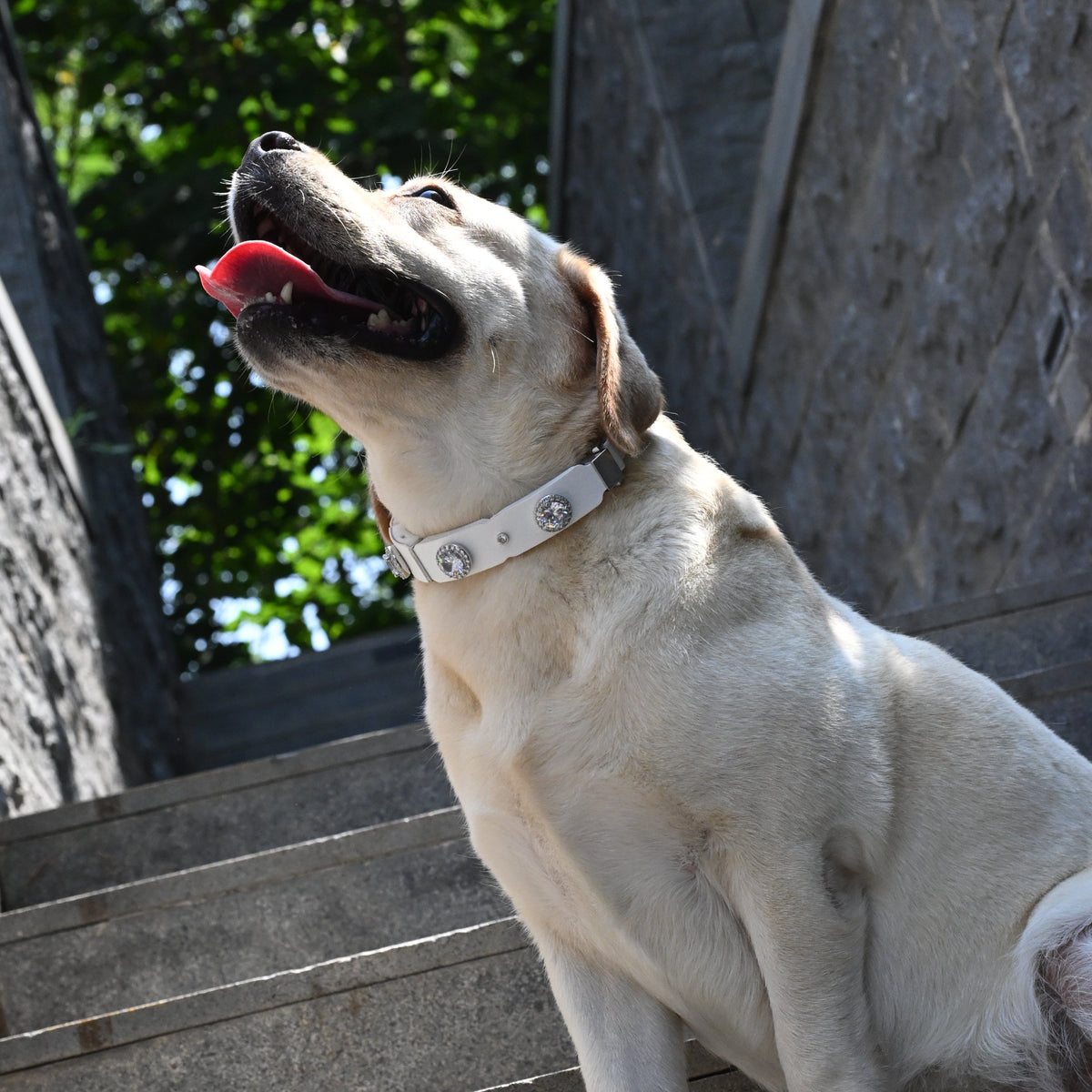 PaaaWOW Gem Pet Collar Pre-Order | Reserve $9.90