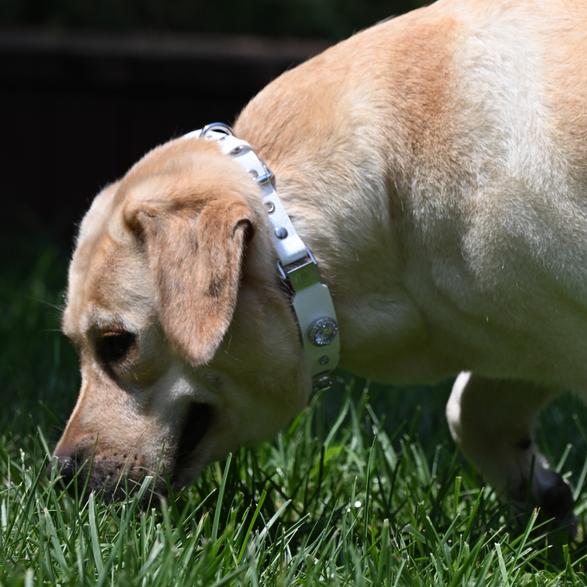 PaaaWOW Gem Pet Collar
