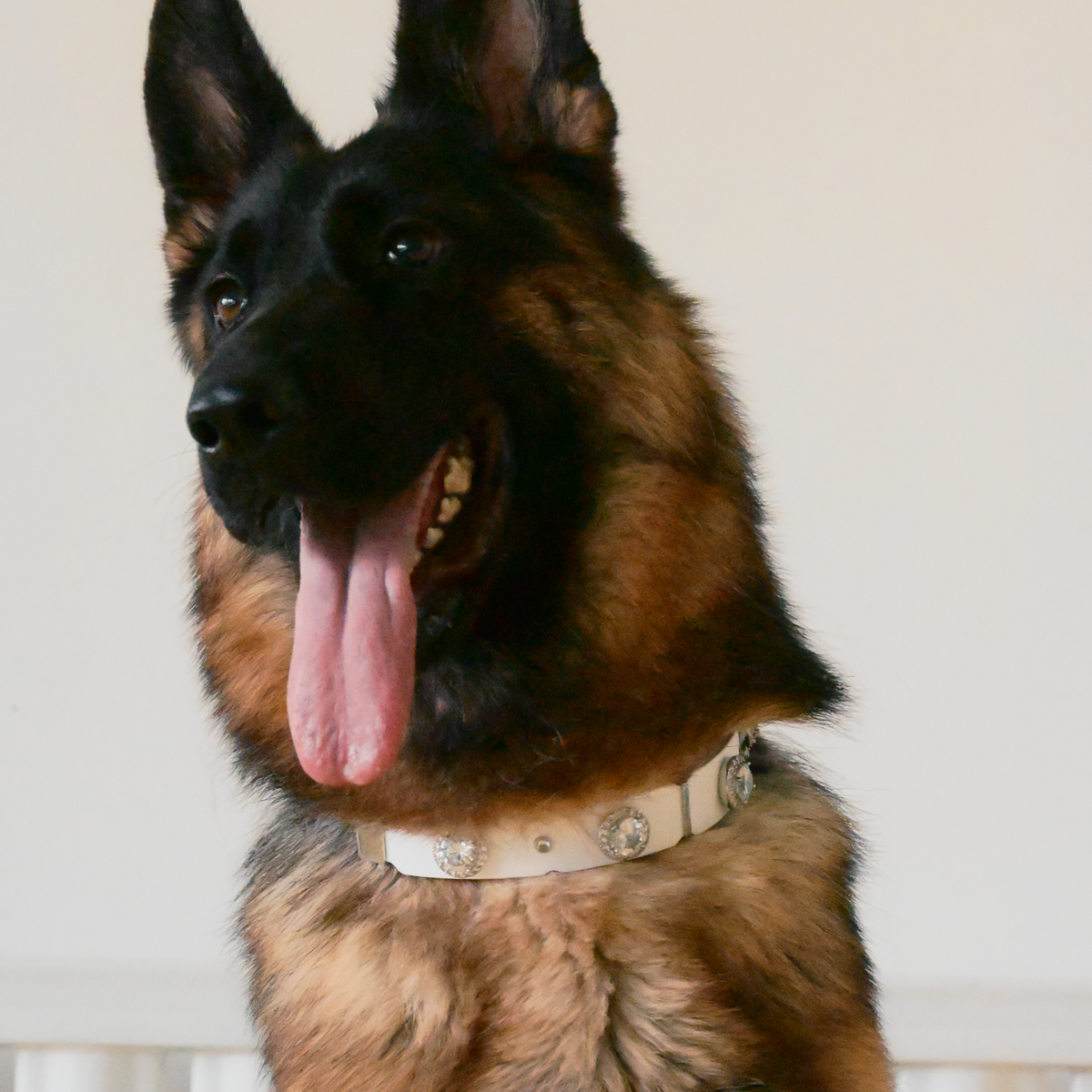 PaaaWOW Gem Pet Collar